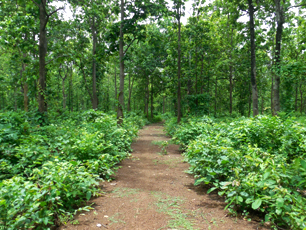 Forest Beauty